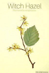 Witch Hazel Hamamelis virginiana