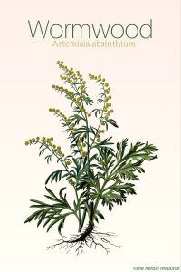 Wormwood herb Artemisia absinthium