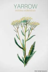 Yarrow Achillea millefolium