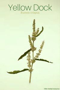 Yellow Dock Rumex crispus