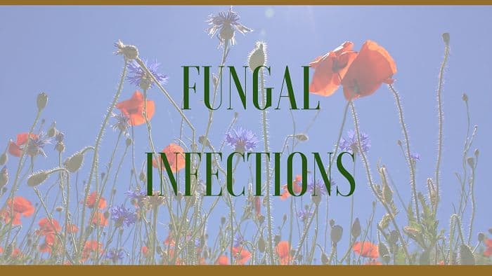 herbal remedies for fungal infections