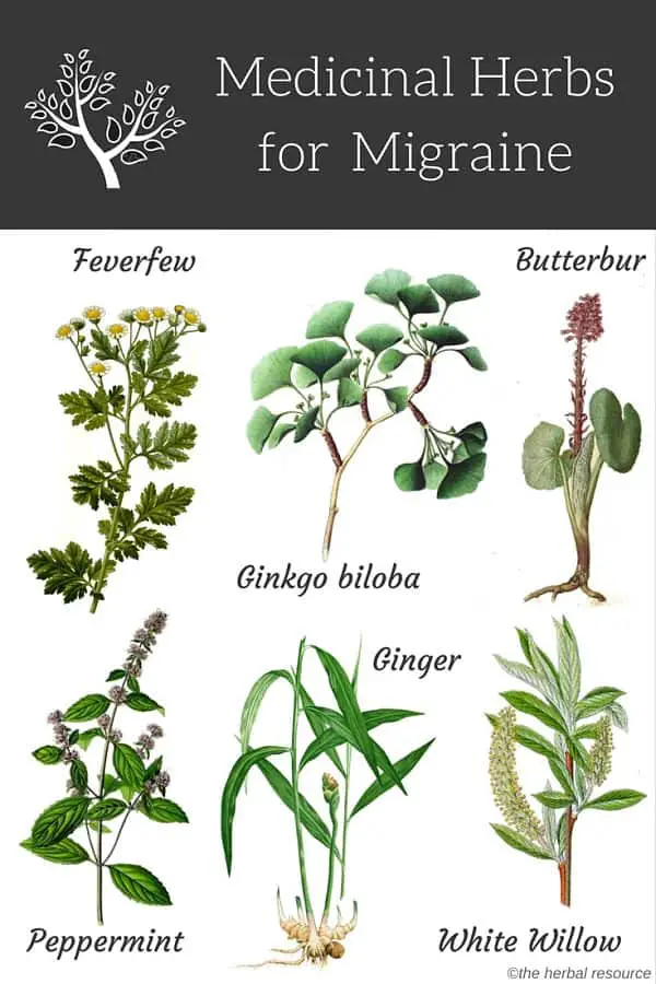 herbs for migraine