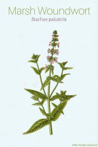 Marsh Woundwort Stachys palustris