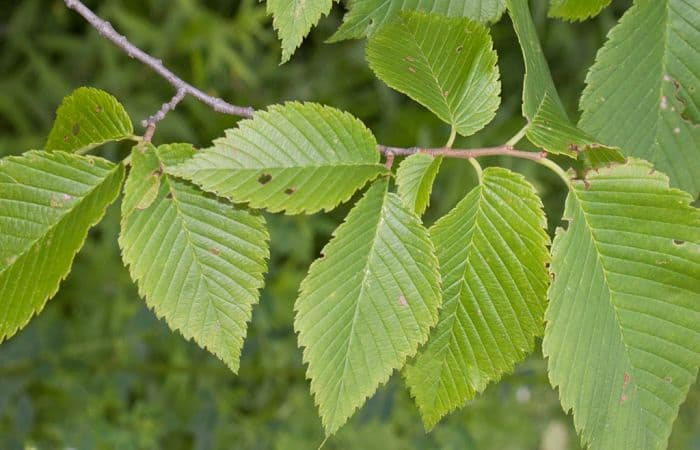 What are the uses of slippery elm powder?