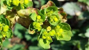 sun spurge herb flower