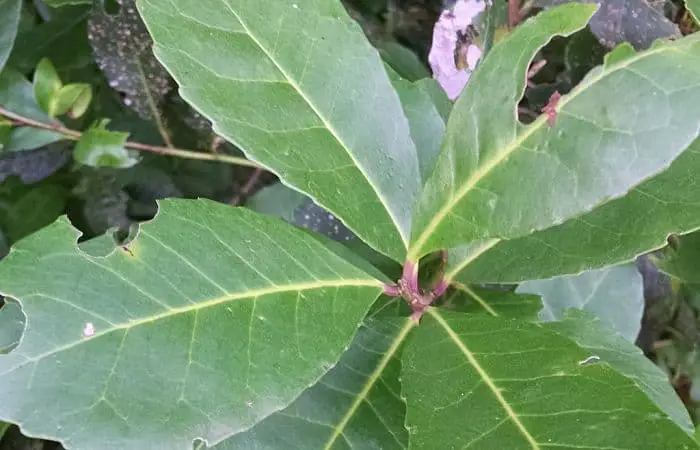 yerba mate leaves
