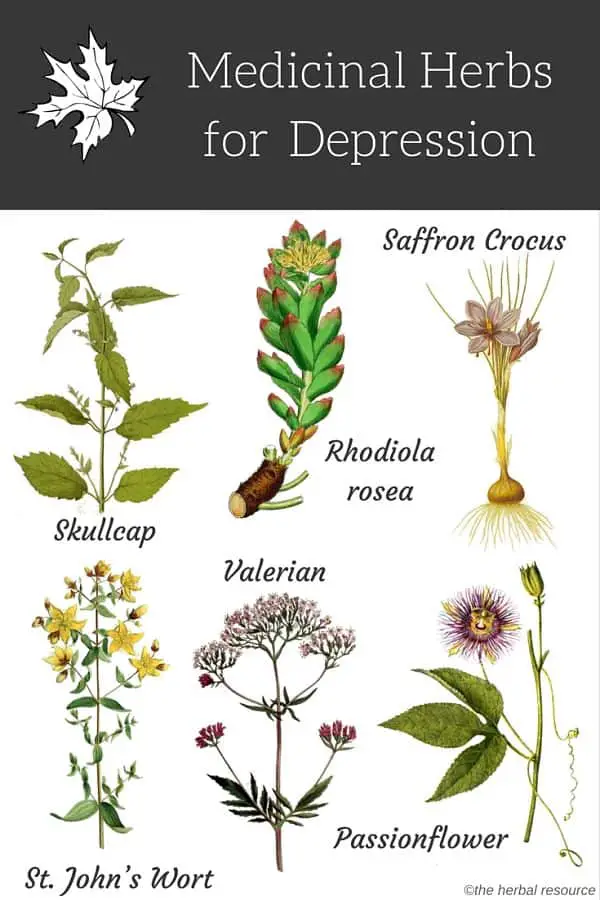 herbs depression