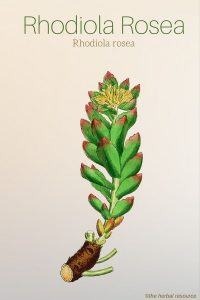 Rhodiola rosea