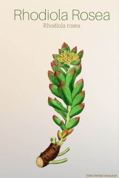 Rhodiola rosea