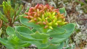Rhodiola rosea herb