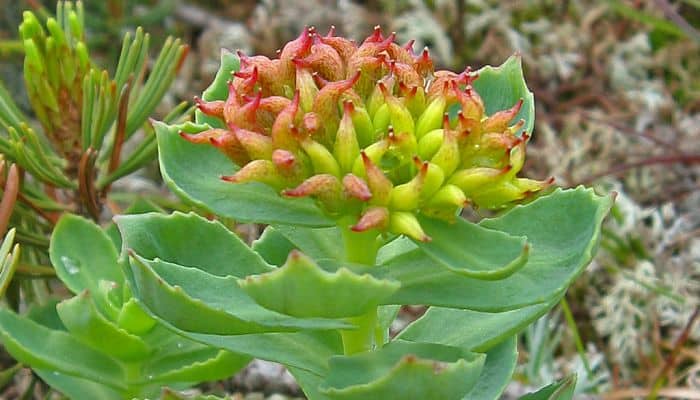 Rhodiola rosea herb