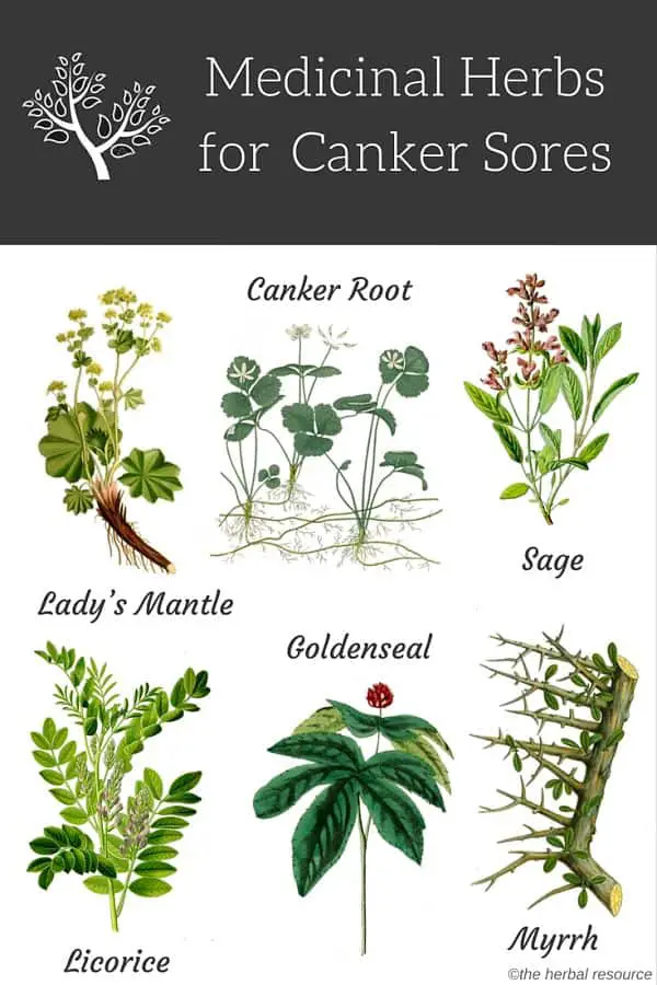 herbs canker sores