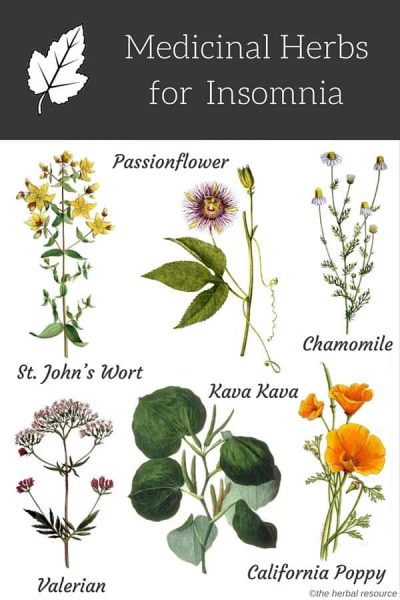 insomnia herbs