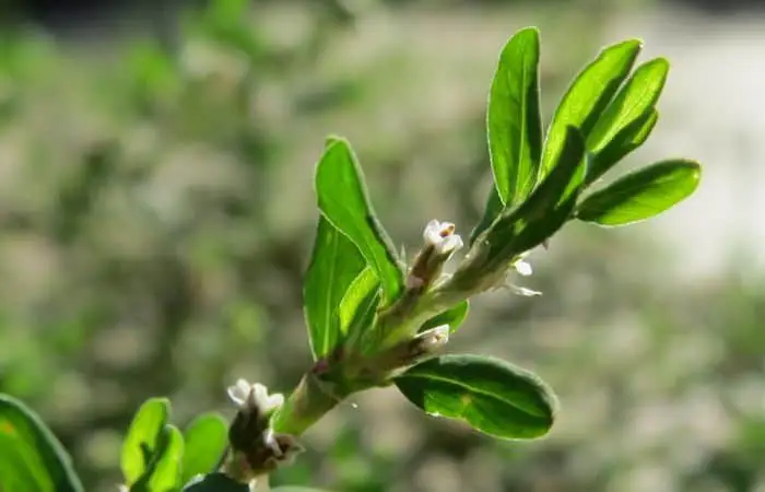 knotgrass herb