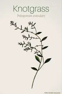 knotgrass Polygonum aviculare