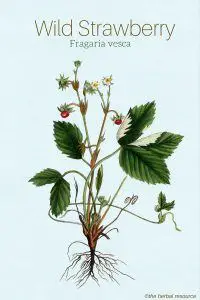 wild strawberry Fragaria vesca
