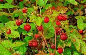 wild strawberry herbal medicine