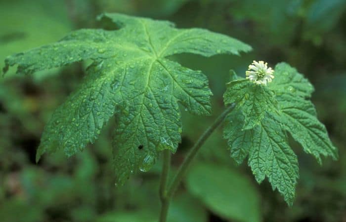goldenseal endangered species