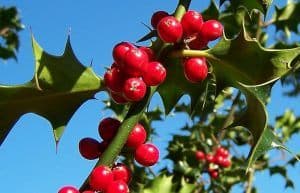 holly medicinal herb