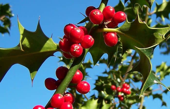 holly medicinal herb