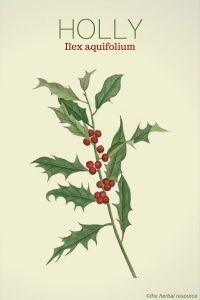 Holly Ilex aquifolium