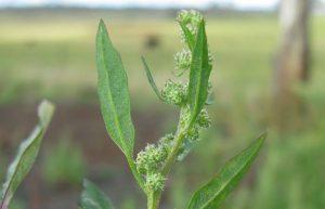 Lamb’s quarters herb