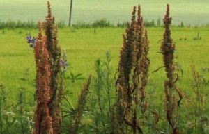 Northern Dock Medicinal Herb