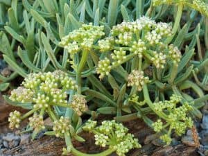 Rock samphire herb