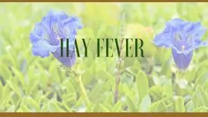 hay fever herbal remedies