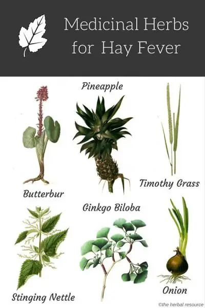 hay fever herbs
