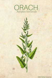 Orach Atriplex hortensis