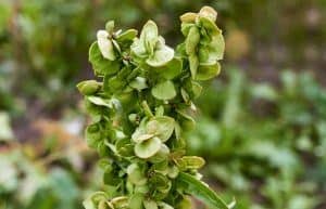 Orach herb