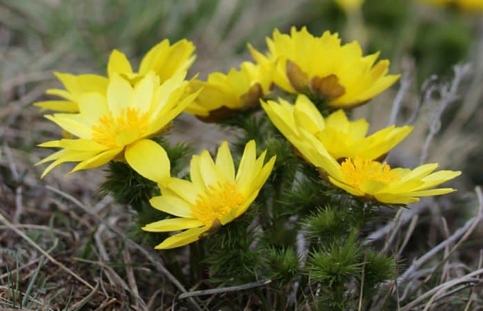 Pheasant’s Eye herb