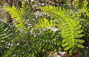 polypody herb