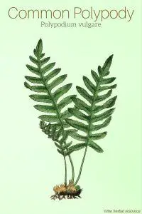Common Polypody Polypodium vulgare