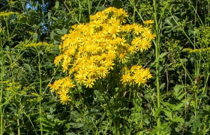 is ragwort poisonous to dogs