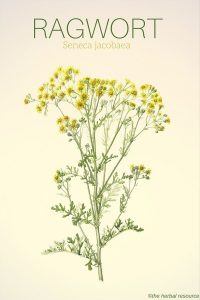 Ragwort Seneca jacobaea