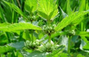 white dead nettle herb