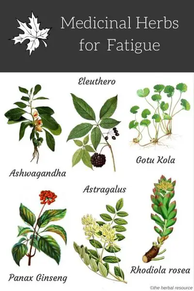 herbs for fatigue