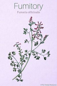 Fumitory Fumaria officinalis