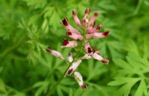 fumitory herb