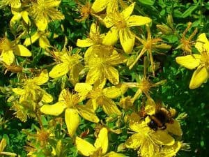 St. John’s Wort Propagation