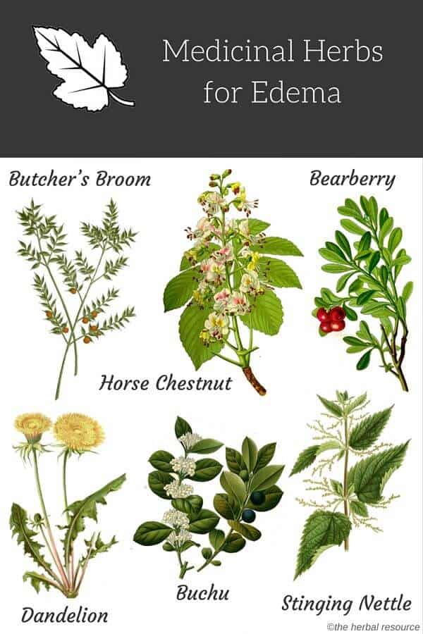 edema herbs