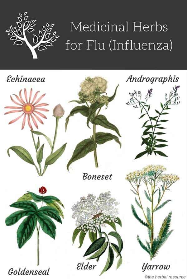 herbs for influenza