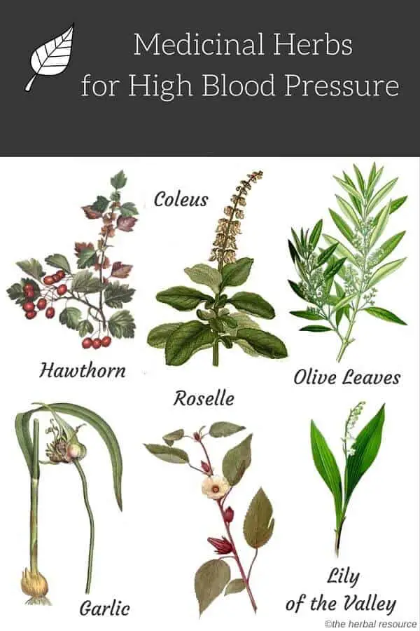 herbs for high blood pressure