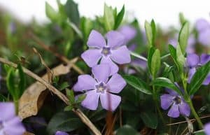 Periwinkle herb