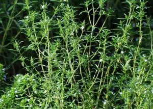 Summer Savory herb