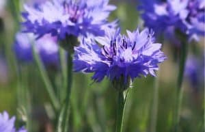 cornflower herb