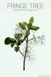 Fringe Tree Chionanthus virginicus