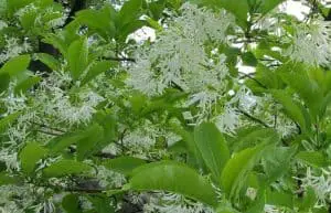 fringe tree herb